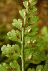 Asplenium cimmeriorum. Sori and indusia away from margins on abaxial surface of lamina. 
 Image: L.R. Perrie © Te Papa CC BY-NC 3.0 NZ